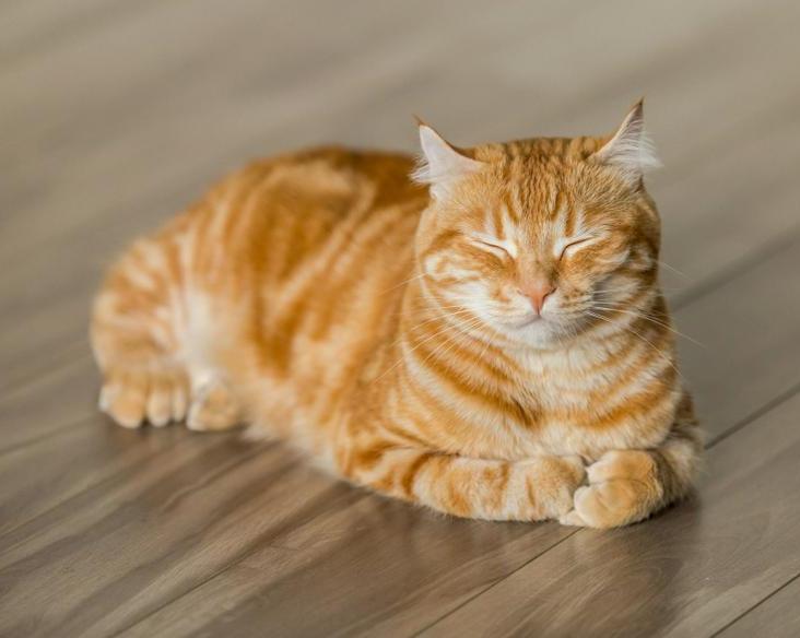 В Японии появилось ИИ-приложение CatsMe! для владельцев кошек — оно подскажет, когда пора к ветеринару